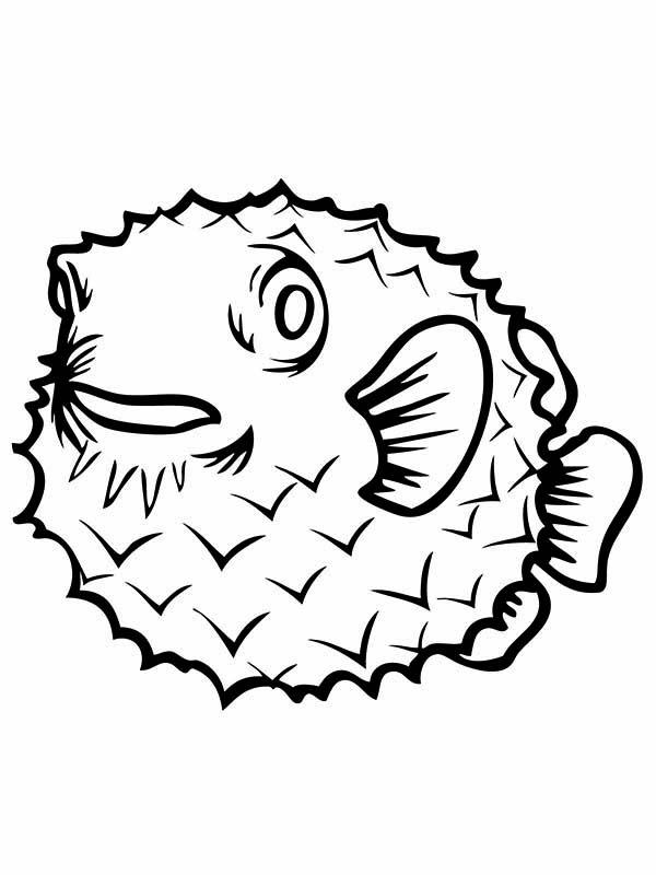 600x800 puffer fish is clumsy swimmer coloring