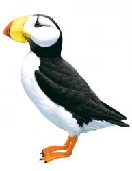 193x250 Horned Puffin