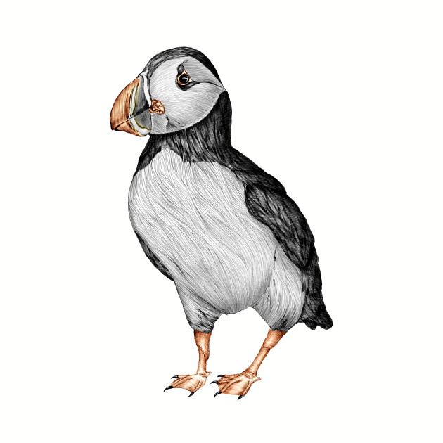 630x630 Little Puffin