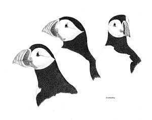 300x236 Puffin Bird Art