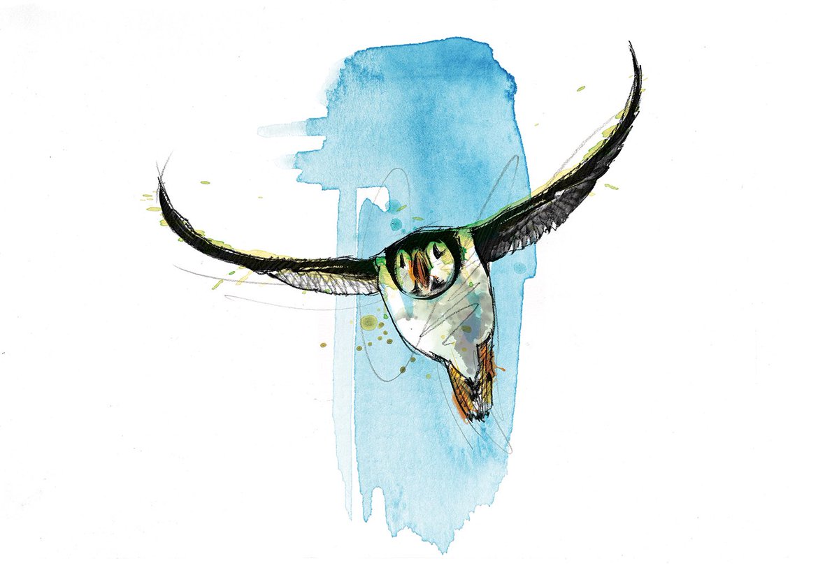 1200x826 Puffin Hashtag Twitter