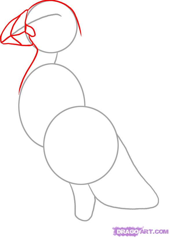 587x821 Draw A Puffin, Step