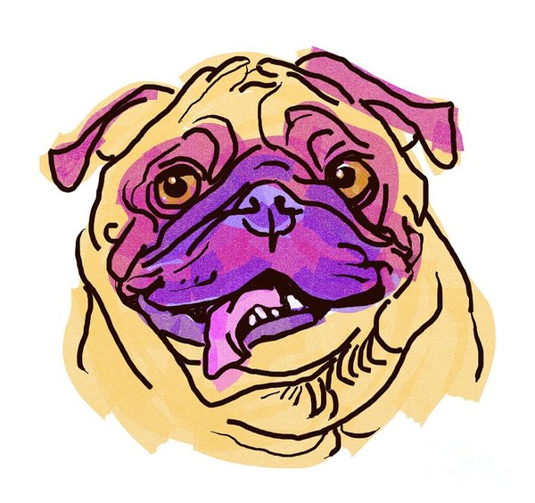 600x564 Pug Dog Drawings