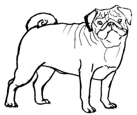 478x400 How To Draw A Pug