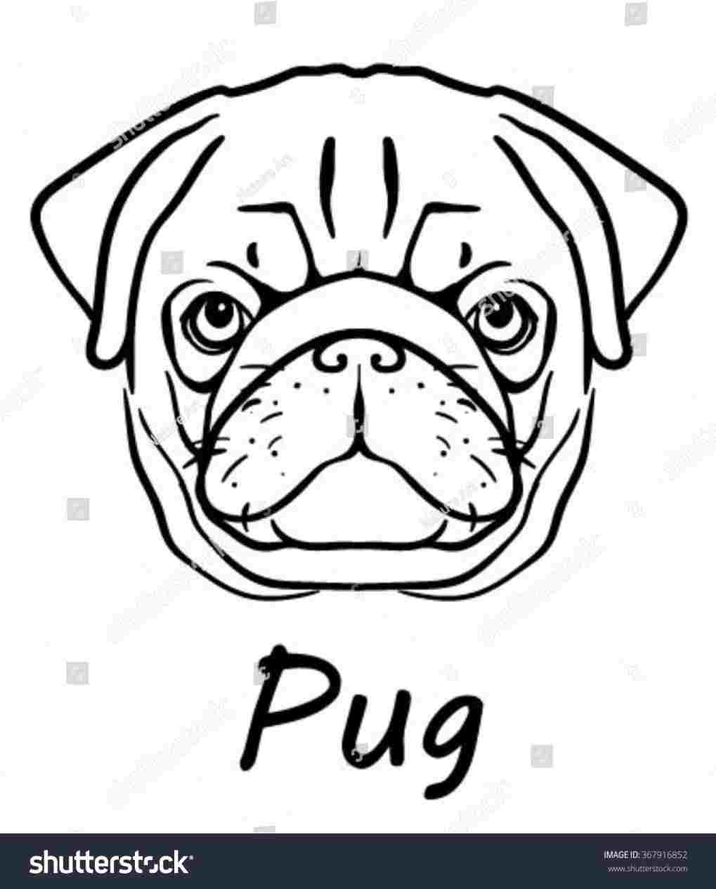 1019x1264 Pug Dog Face Drawing