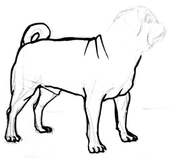 350x319 How To Draw A Pug