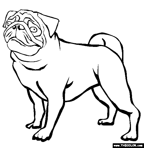 552x565 Pug Coloring