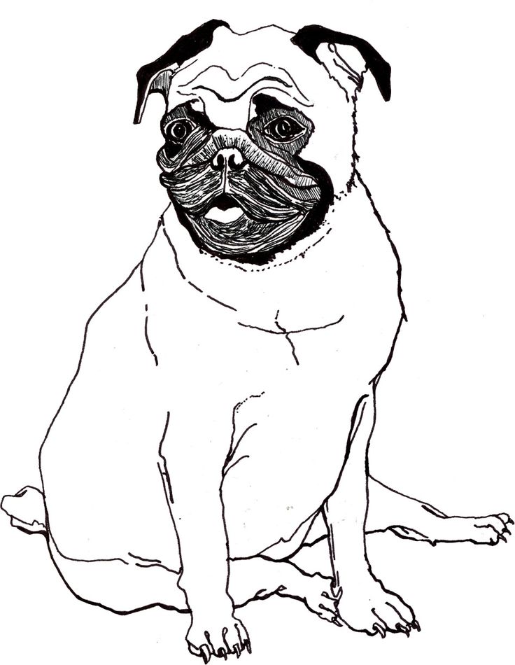 736x950 Pug Line Drawing