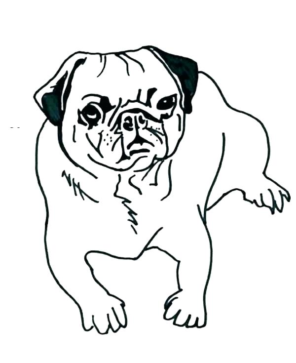 Pug Outline Drawing | Free download on ClipArtMag