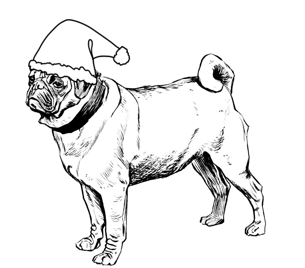 1010x888 Projects Idea Pictures Of Pugs To Color Pug Dog Club Colour