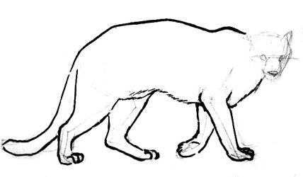 428x250 How To Draw A Puma