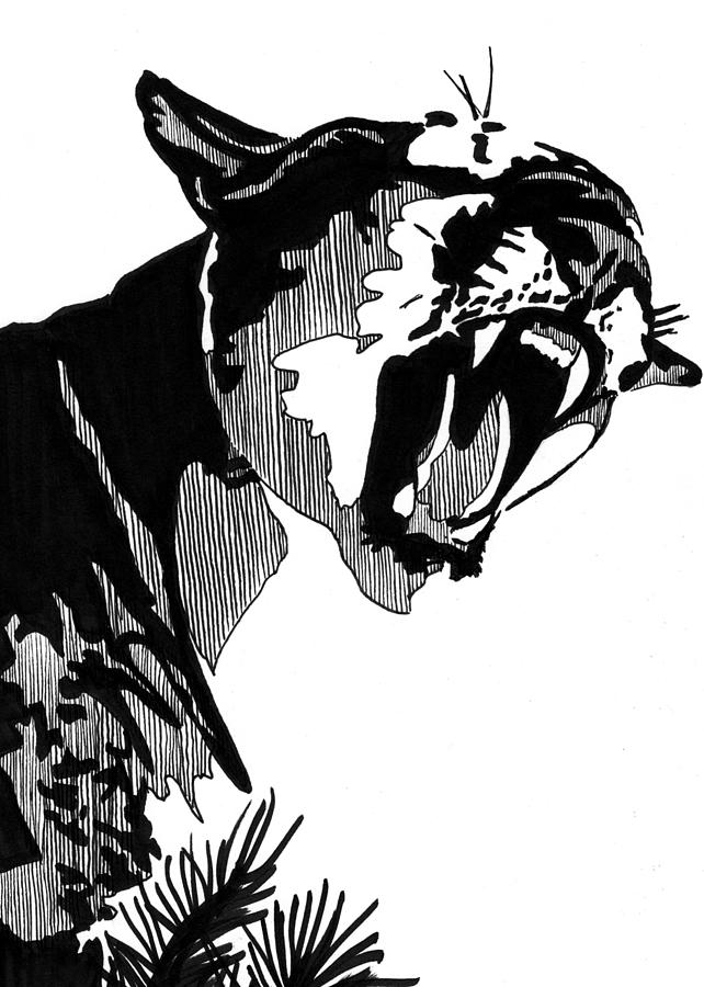 642x900 Puma Card Drawing