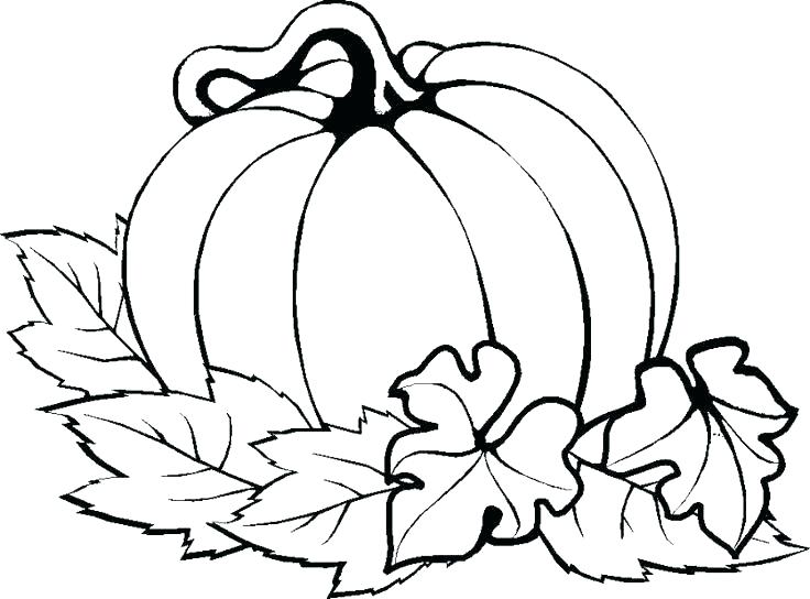 736x544 Drawn Pumpkin Leaf