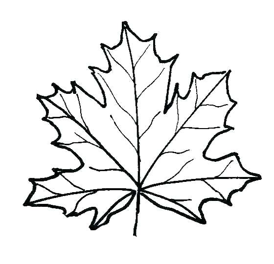 560x540 Leaves Coloring Pages Leaf Color Pages Leaf Coloring Pages Leaf