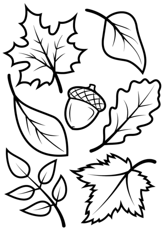 339x480 Fall Leaves And Acorn Coloring