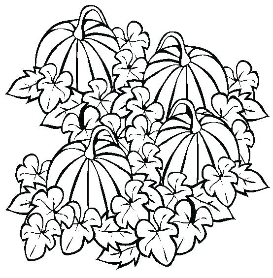 554x565 Coloring Pages Pumpkins