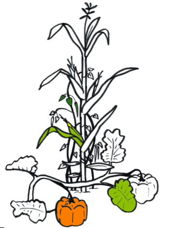 364x471 Companion Planting Transjardins