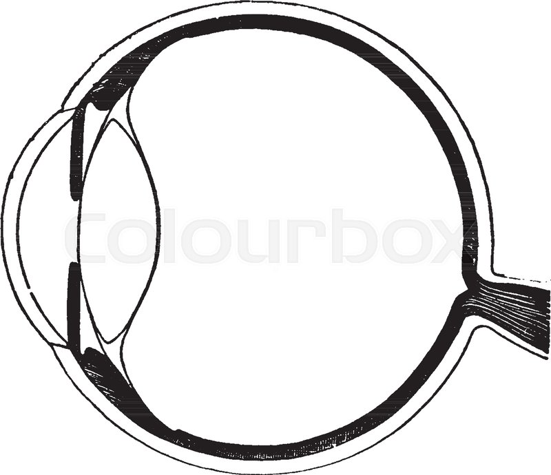 800x690 this illustration represents vertical section of the pupil