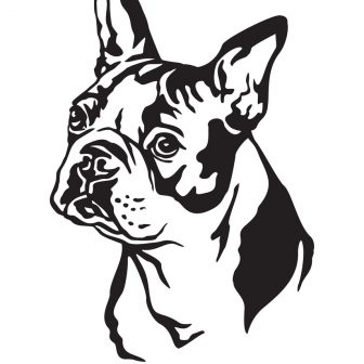 336x336 Boston Terrier Puppy Dog Drawing Face A Step Ink