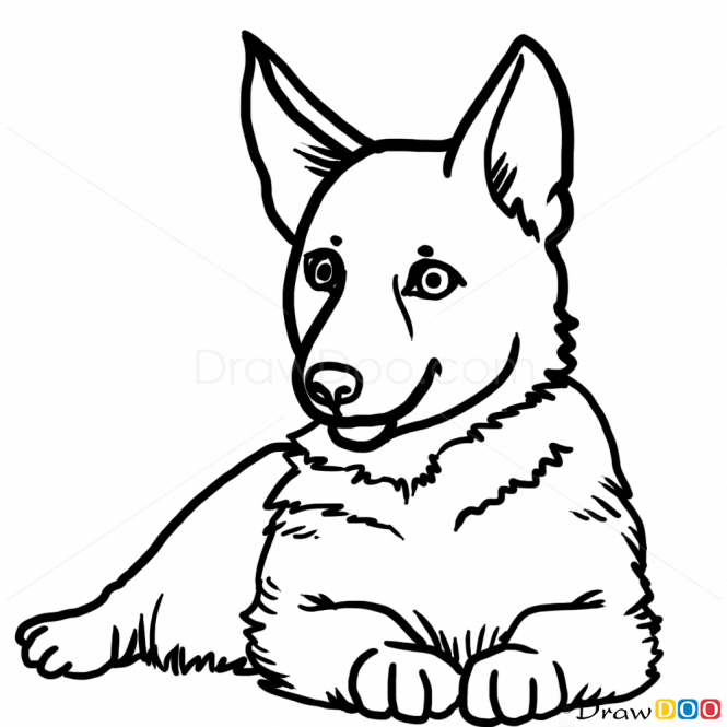 665x665 How To Draw Puppy, German Shepherd, Dogs And Puppies