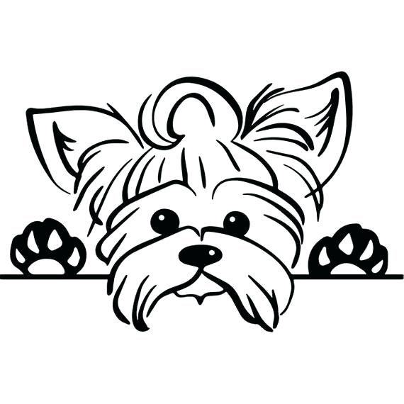 570x570 How To Draw A Yorkie Puppy
