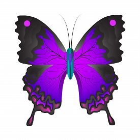275x275 Drawing Butterfly Photos And Images