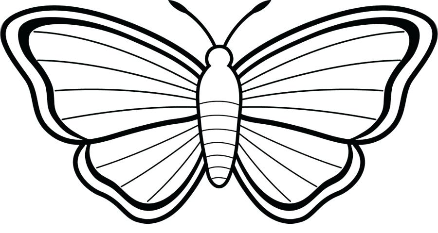 900x480 Butterfly Images Drawings