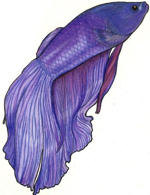 490x639 Purple Betta Drawing
