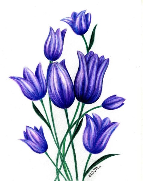 475x600 Purple Flowers Drawings