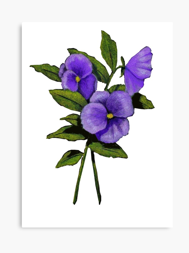 750x1000 Purple Pansies Original Colour Pencil Drawing, Flowers Canvas