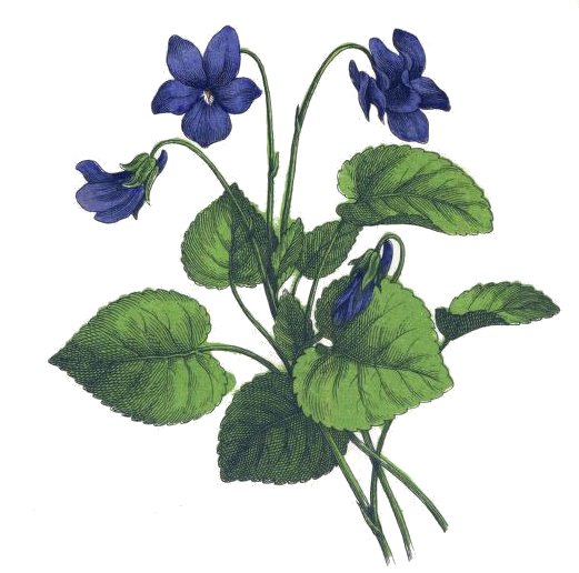 521x516 Vintage Violet Drawing