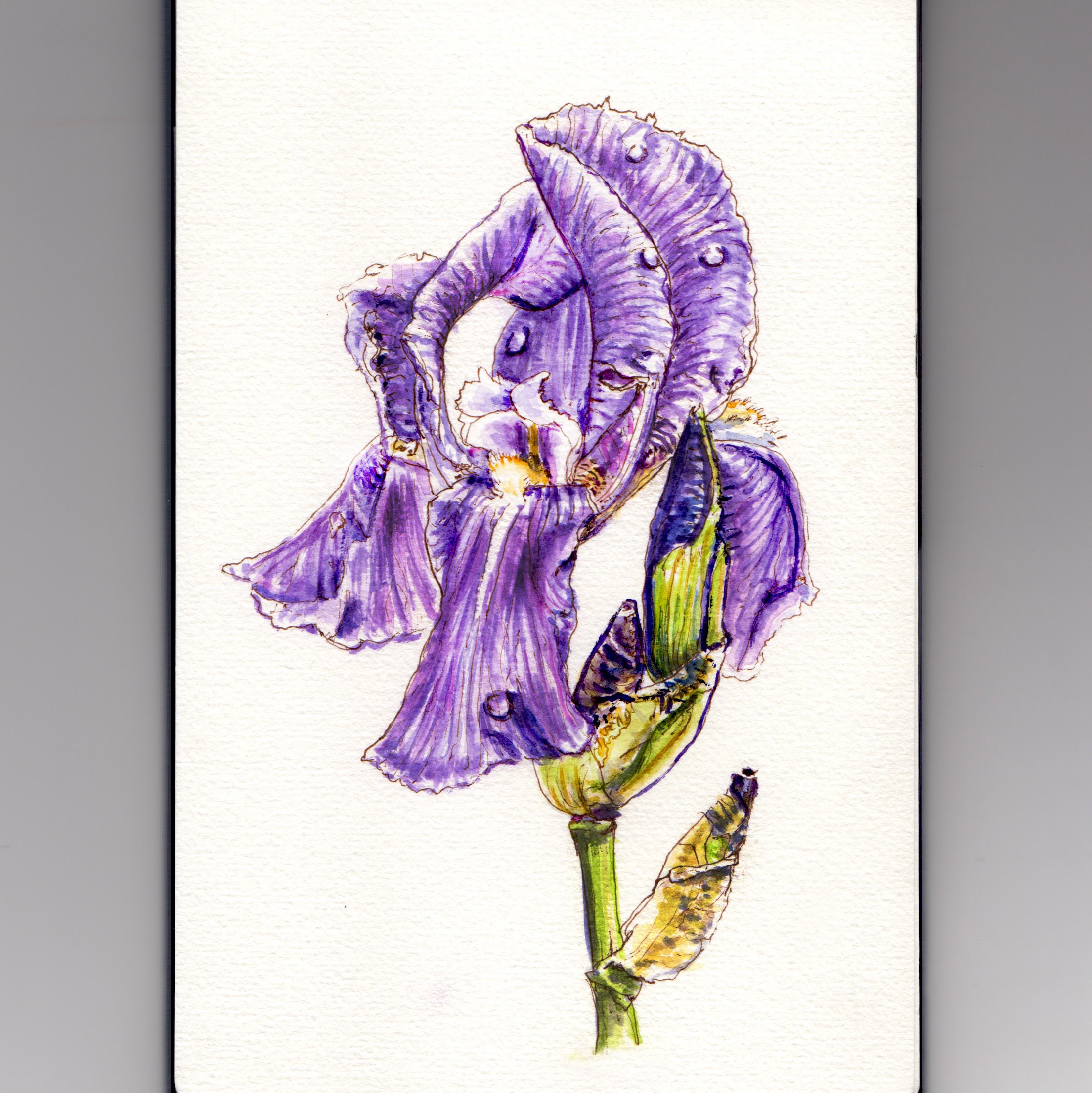 2209x2210 My Favorite Flower