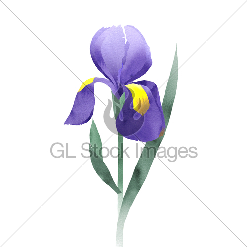 500x500 Purple Iris Collage Gl Stock Images