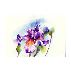 300x300 Purple Iris With Buds Watercolor Painting