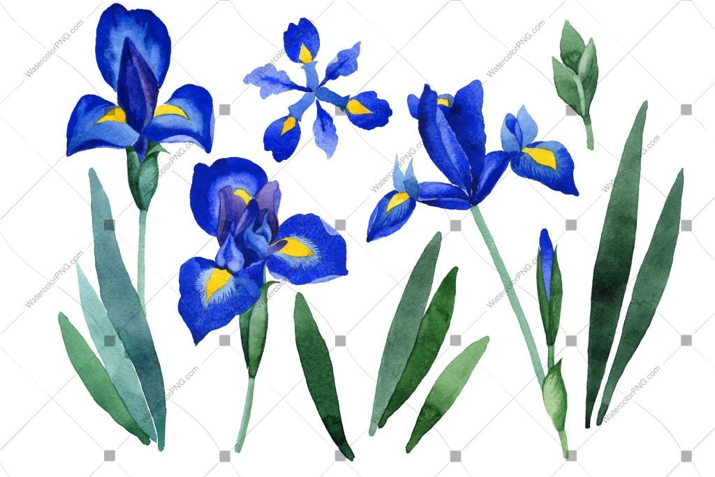 1024x683 Purple Irises Flowers Watercolor Png Watercolorpng