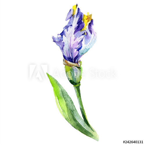 500x500 Purple Yellow Iris Flower Watercolor Background Set Watercolour