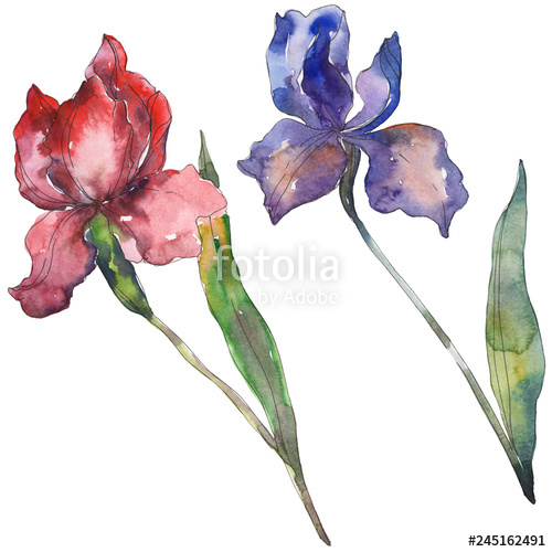 500x500 Red And Purple Irises Botanical Flower Watercolor Background