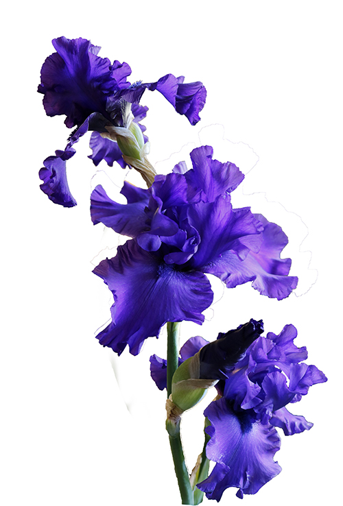 500x738 What Do Purple Iris Symbolize Anyway
