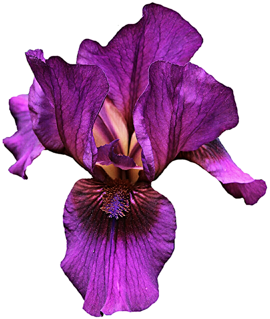 1024x1208 Collection Of Free Violet Drawing Iris Flower Download On Ui Ex