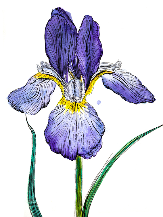 567x753 Finished Plant Of The Fortnight Iris Ella's Place