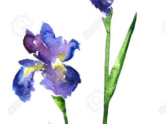 640x480 Free Drawn Iris, Download Free Clip Art