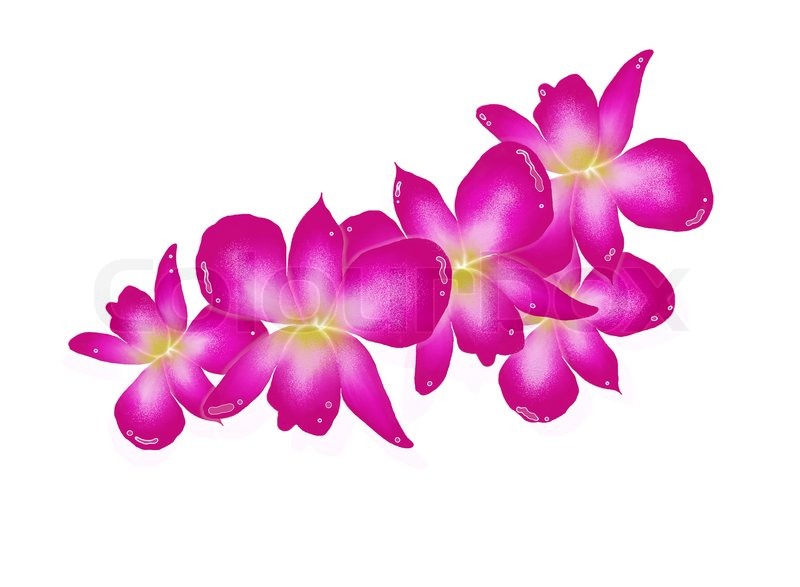 800x587 Hand Drawing Of Pink Orchids Isolated Stock Image Colourbox