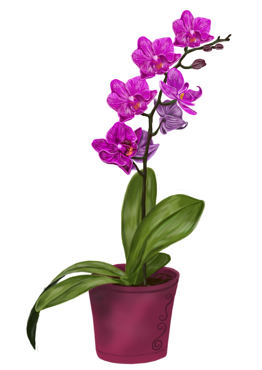 906x1280 Orchid, Flower, Violet, Drawing, Photoshop