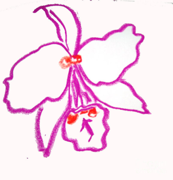 577x600 Orchid Flower Drawings Fine Art America