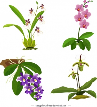 332x368 Orchid Free Vector Download