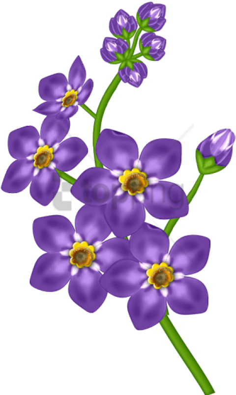 480x804 Free Purple Orchid Mother's Day Wishes From Son Png Image