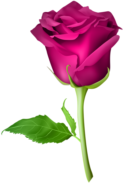 405x600 Roses Rose Flower Pictures, Red Roses