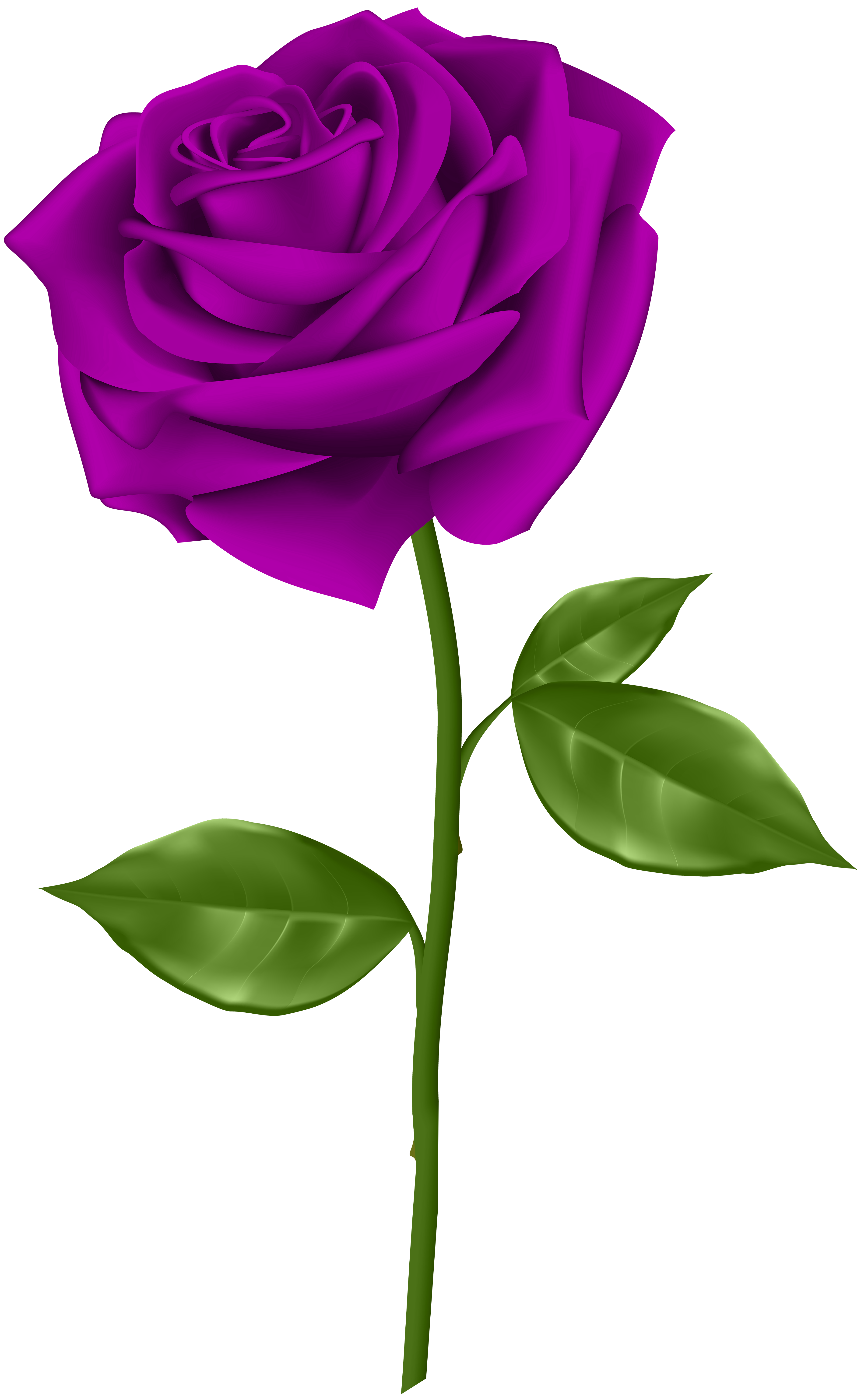 3689x6000 Masjid Red Roses, Purple Roses, Red Rose Png