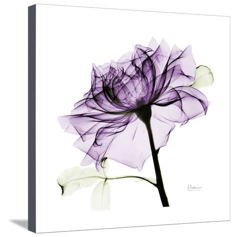 473x474 Purple Rose Posters