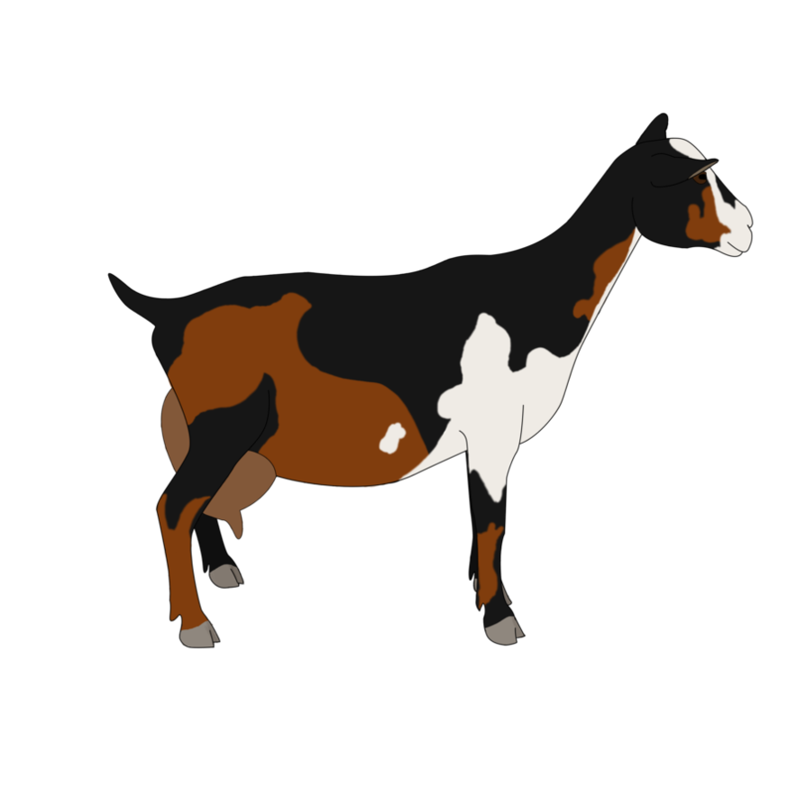 894x894 Collection Of Free Goat Drawing Nigerian Dwarf Download On Ui Ex